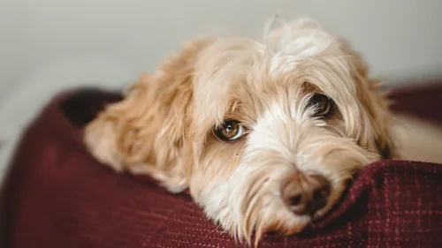 A shaggy cream-colored dog resting its head on a burgundy armchair